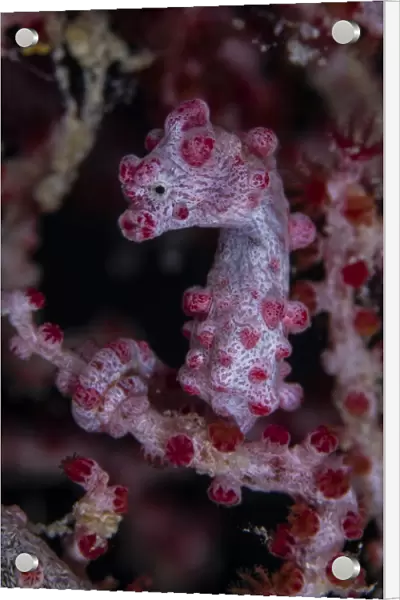 Pygmy Seahorse, Australia
