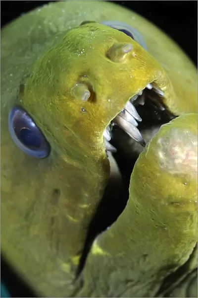 Green moray eel close-up on Caribbean reef