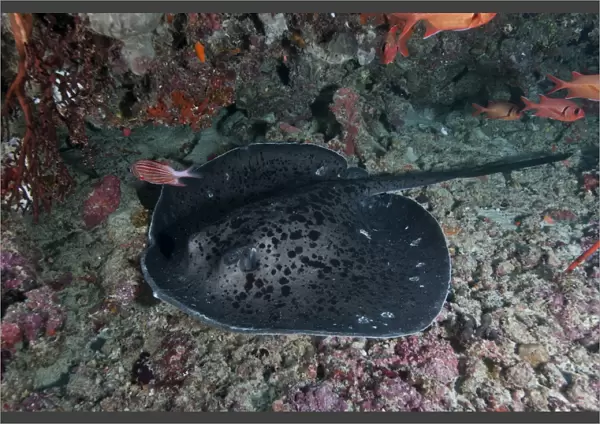 Black and grey spotted marble sand ray, , Maldives
