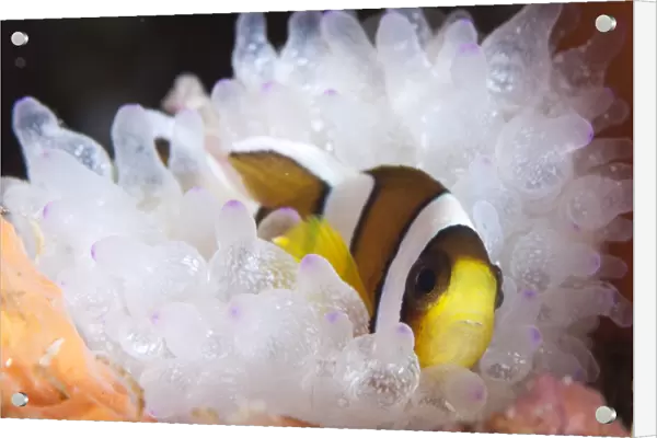 Clarks anemonefish in white anemone, Gorontalo, Indonesia