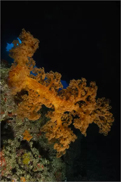 Soft coral seascape, Fiji