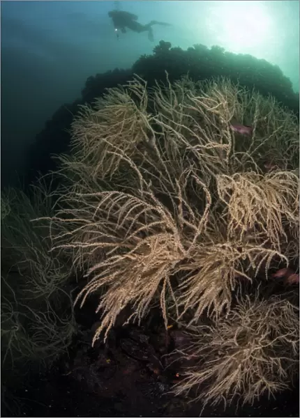 A massive black coral colony grows in Horseshoe Bay, Indonesia