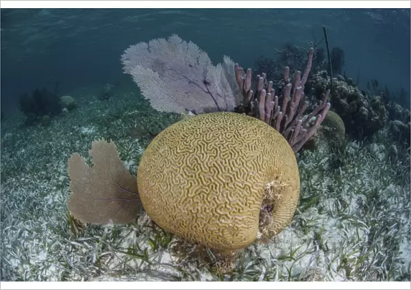 Brain coral and gorgonians grow off Turneffe Atoll in Belize