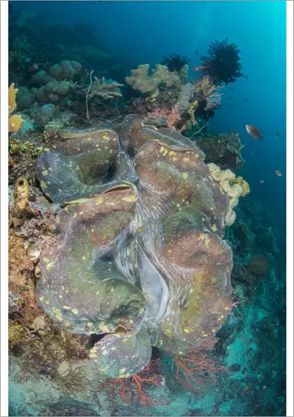 Colorful reef scene with massive giant clam, West Papua, Indonesia