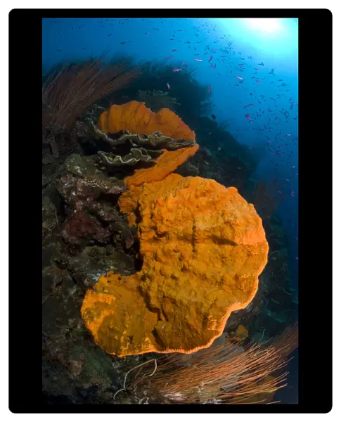 Bright orange sponge with sunburst, Papua New Guinea