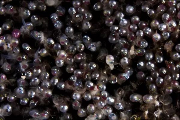 Close-up view of Sergeant Major fish eggs