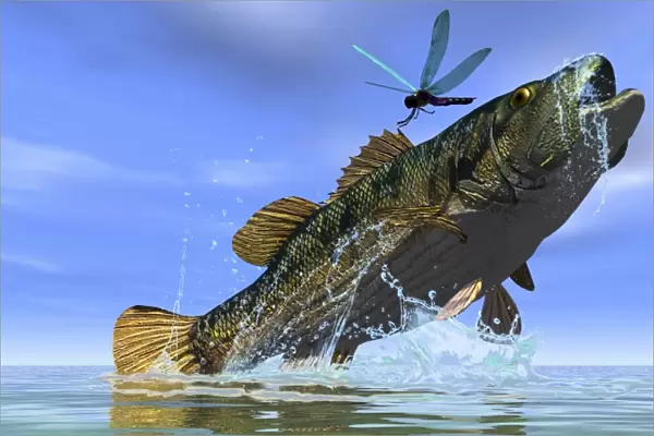 A Redeye Bass jumps but just misses a colorful dragonfly