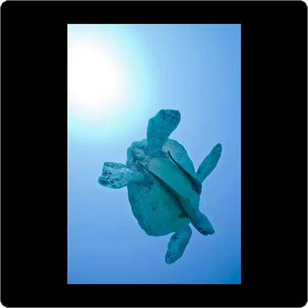 A Black Sea Turtle with attached remora, Fiji
