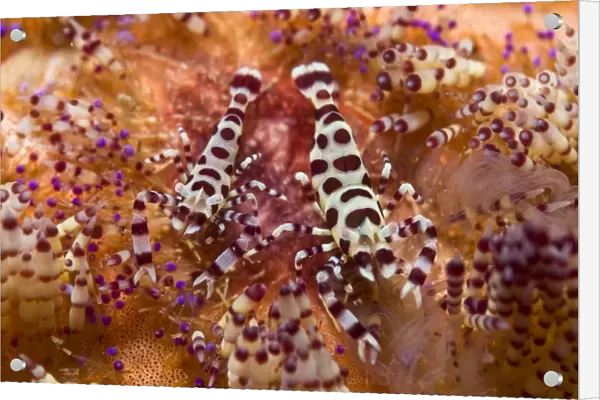 Spotted Periclimenes colemani shrimp on fire coral