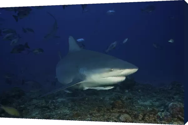 Bull shark surrounded by reef fish, Fiji