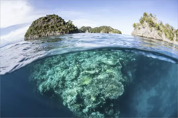 A beautiful coral reef grows in Raja Ampat, Indonesia