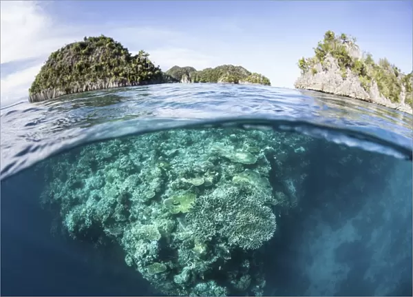 A beautiful coral reef grows in Raja Ampat, Indonesia