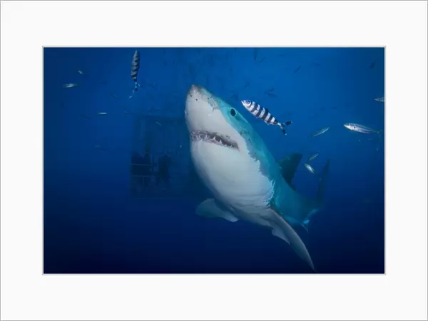 Great white shark and pilot fish, Guadalupe Island, Mexico