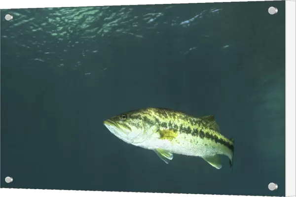 A Florida Largemouth Bass in the clear waters of Rainbow River, Florida
