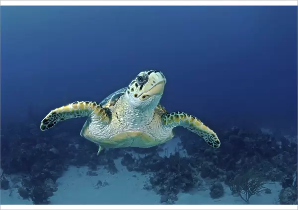 Hawksbill sea turtle, Nassau, The Bahamas