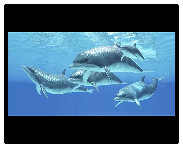 Group of bottlenose dolphins foraging the ocean