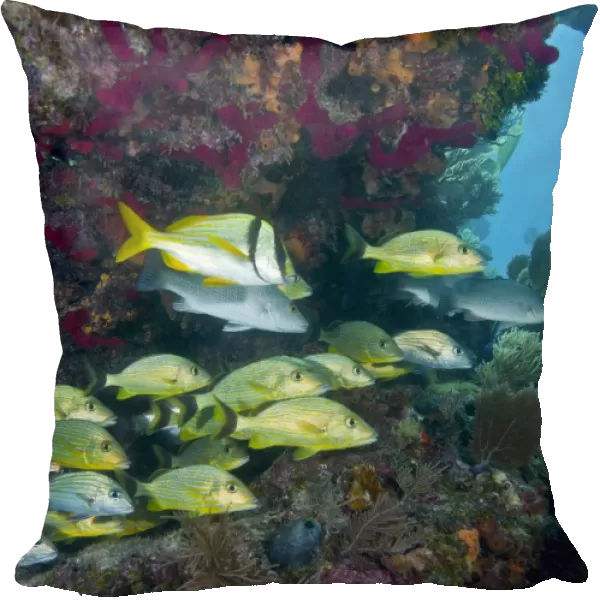 A diversity of grunt fish under a colorful coral reef, Key Largo, Florida