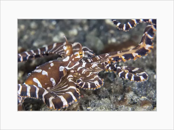 A wonderpus octopus crawls across a sand slope