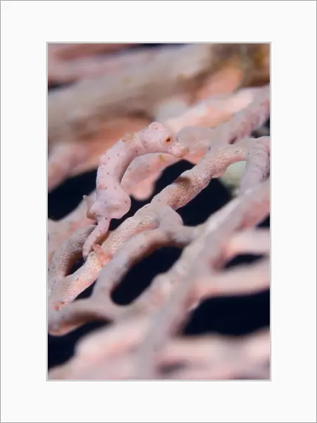 Hippocampus denise on gorgonian coral, Solomons