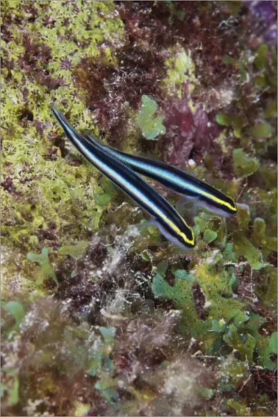 A pair of Sharknose Gobies, Bonaire, Caribbean Netherlands