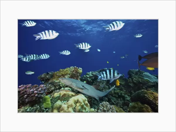 A Whitetip Reef Shark glides through a school of Scissortail Sergeant Major fish, Fiji