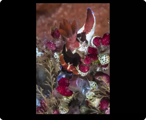 A colorful nudibranch eeds on tunicates