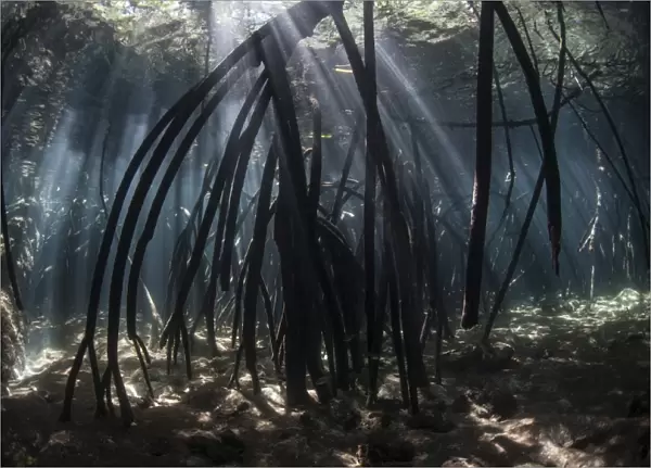 Bright beams of sunlight filter among the prop roots of a mangrove forest