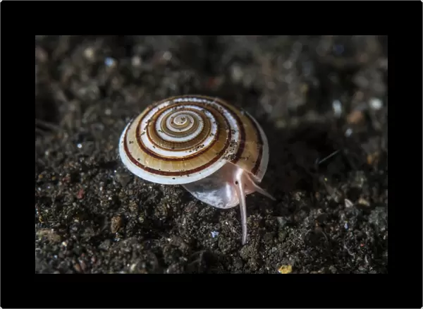A live sundial shell crawls across the seafloor