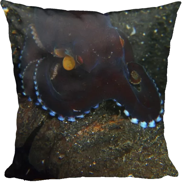 Darkly-colored coconut octopus, North Sulawesi