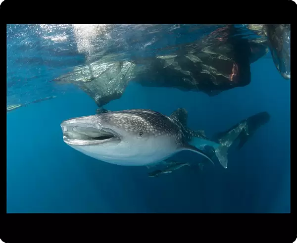 Massive whale shark swimming under fishing nets with remora in tow