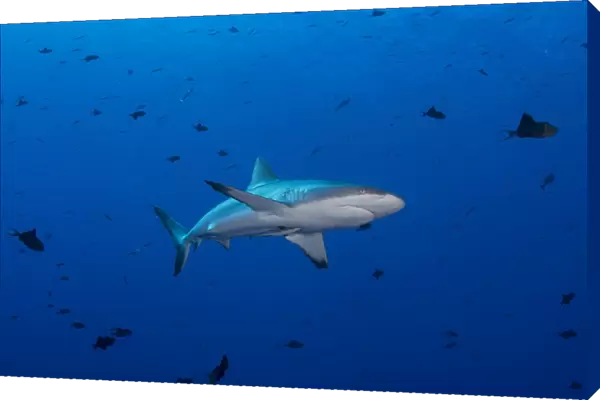 Grey reef shark patrolling in blue water, Palau, Micronesia