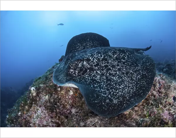 A large black-blotched stingray swims over the rocky seafloor