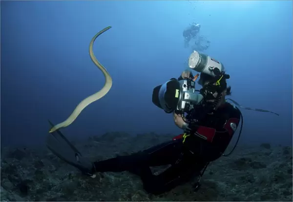 Diver and sea snake, Great Barrier Reef, Australia