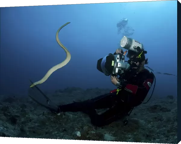 Diver and sea snake, Great Barrier Reef, Australia