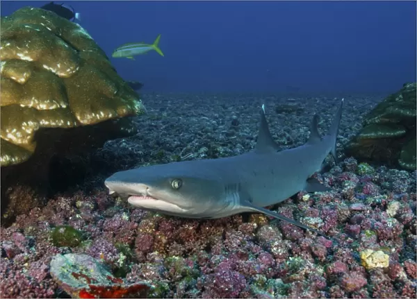 Resting whitetip reef shark over field of pink porites coral