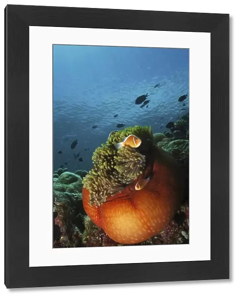 Clownfish and orange anemone, North Sulawesi, Indonesia