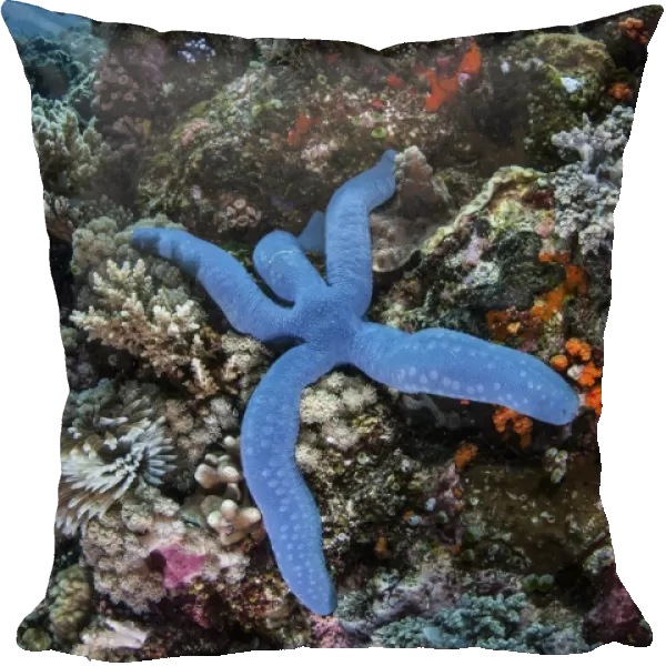 A blue starfish clings to a reef in Komodo National Park, Indonesia