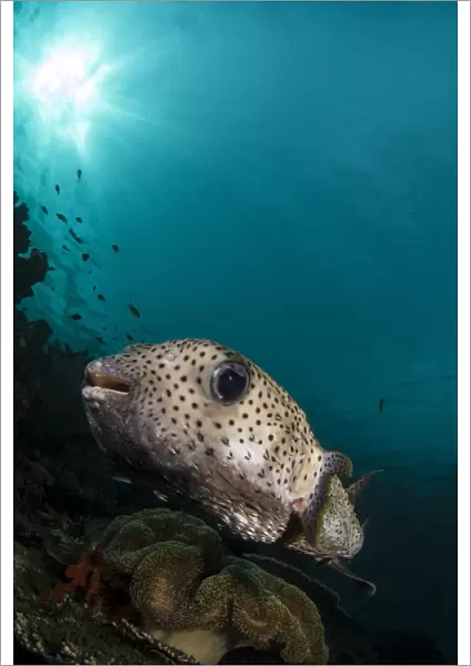 Wide-angle image of pufferfish, Raja Ampat, Indonesia