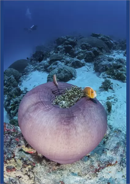 Pink anemonefish swim close to their host anemone