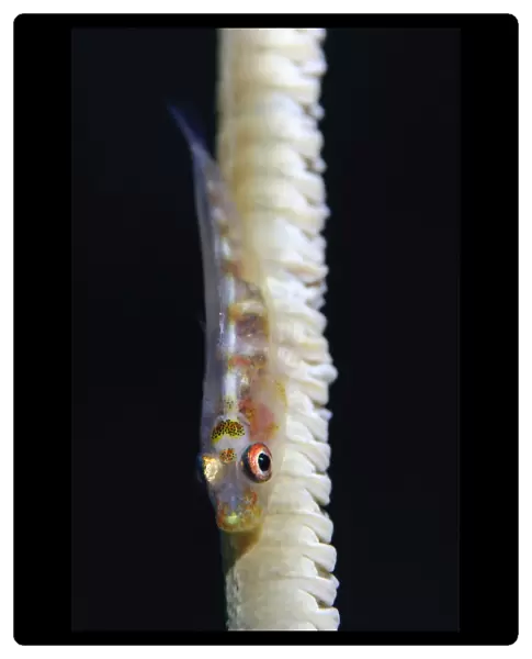 Whip-coral goby on common wire coral