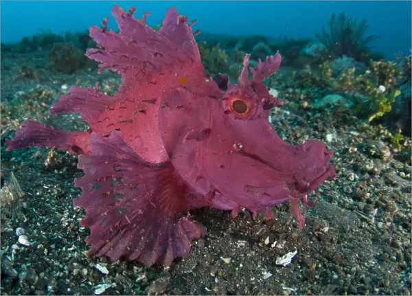 A bright pink  /  purple paddle-flap scorpionfish on volcanic sand, Bali