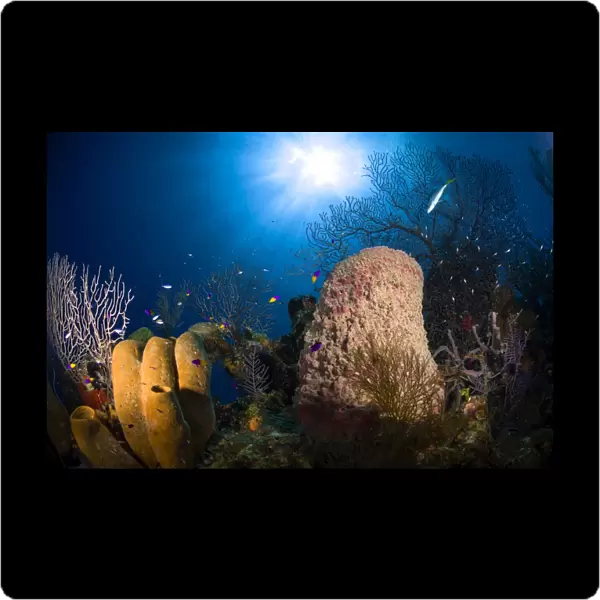 Coral and sponge reef, Belize