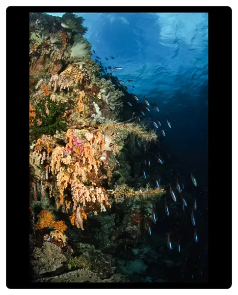 Soft coral seascape and rainbow runners, Indonesia