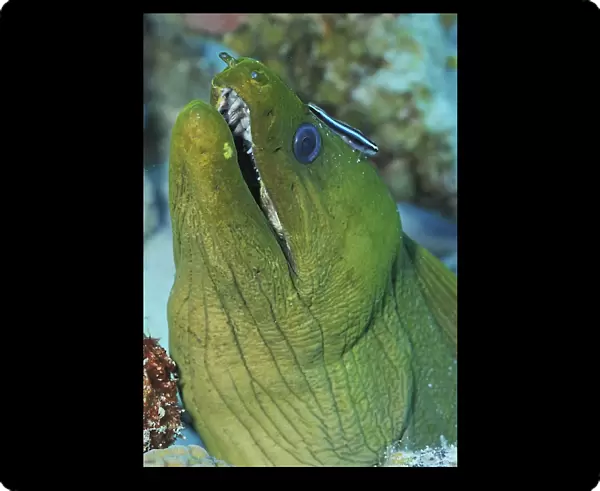Green moray eel on Caribbean reef
