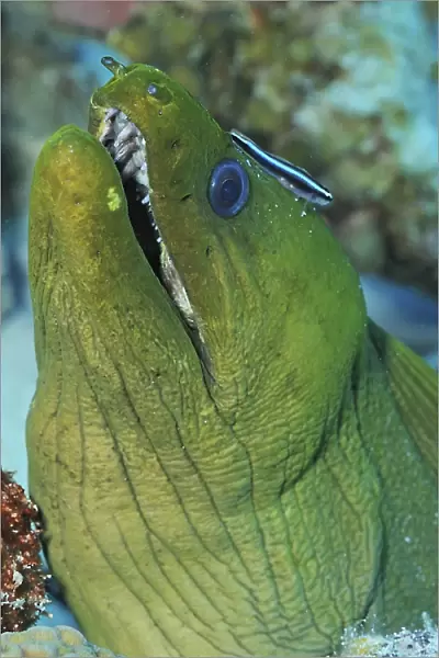 Green moray eel on Caribbean reef