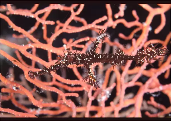 A black and yellow ornate ghost pipefish against coral