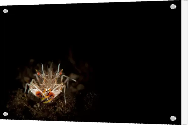 Spiny tiger shrimp amongst volcanic sand, Bali