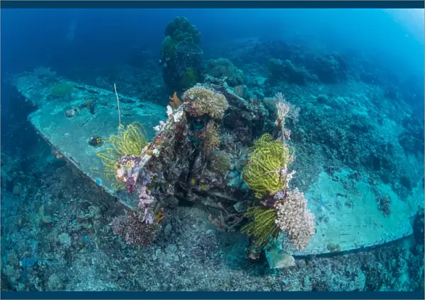 Airplane wreck sitting atop reef, overgrown with soft coral and crinoids