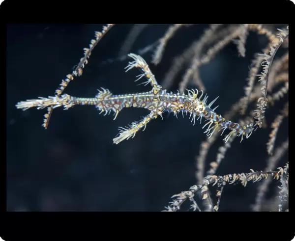 An ornate ghost pipefish blends into its environment