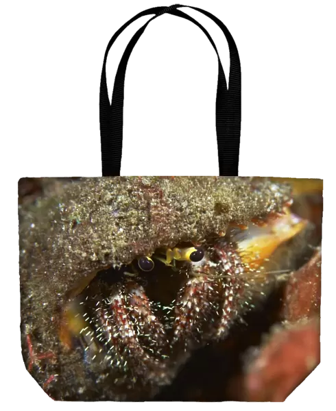 Hairy-legged hermit crab emerging out of its shell, Bali, Indonesia